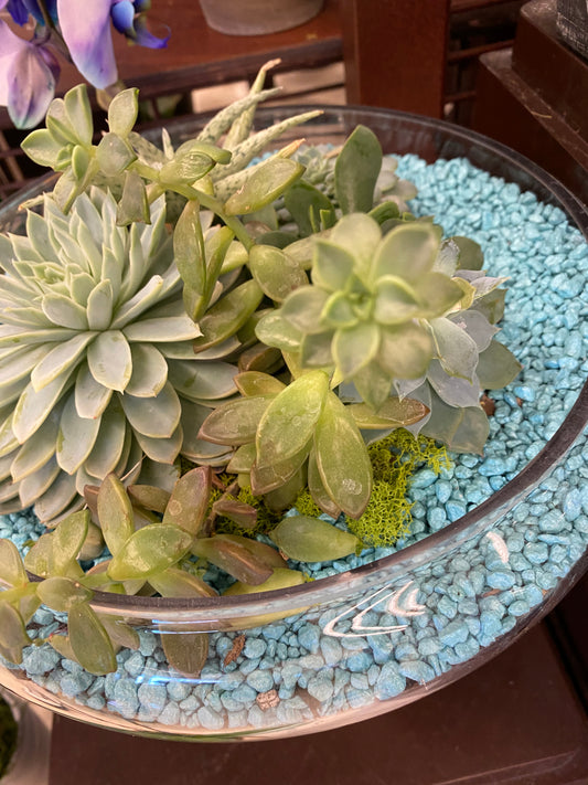 Succulents